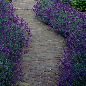 YouGarden Lavender 'Hidcote' Hedging Plant, 50 x Established Plants in 9cm Pots, Ready to Plant Established Lavender, Bee and Butt