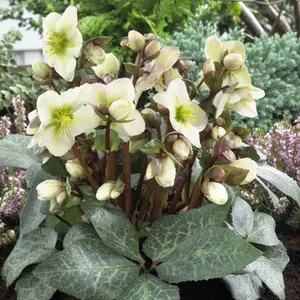 Helleborus 'Winter Moonbeam': Refined Winter Beauty, 3L Pot (20-30cm)