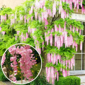 Gardeners Dream Wisteria Pink (9cm)