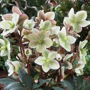 Helleborus 'Winter Sunshine' Elegant Winter-Blooming Hellebore (20-30cm, 3L Pot)