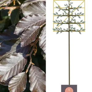 Copper Beech Pleached Tree for Garden Privacy Screening with Staking Kit - 180cm Stem and 8cm Girth