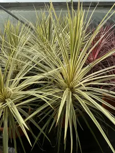 Cordyline Torbay Dazzler Palm Plant Extra Large Specimen 3ft Tall Supplied in Patio Pot