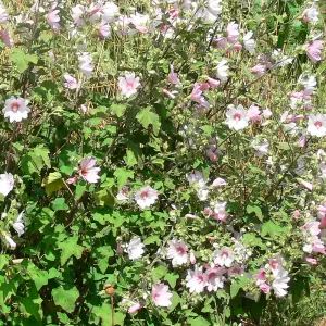 Lavatera Barnsley Garden Plant - Pinkish-White Blooms, Compact Size (25-35cm, 3 Plants)