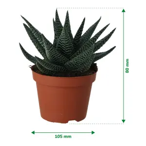 Verve Haworthia in Plastic Grow pot 10.5cm