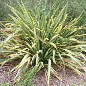 Phormium Apricot Queen Garden Plant - Striking Yellow-Green Foliage, Compact Size, Hardy (15-30cm Height Including Pot)