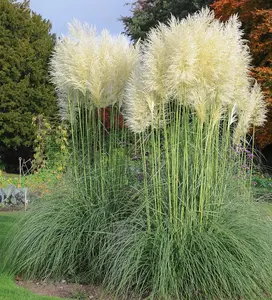 Cortaderia Selloana White Pampas Grass Large Plant Supplied in a 3 Litre Pot