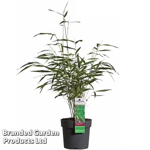 Bamboo Fargesia Asian Wonder Potted Plant 9cm Pot x 1