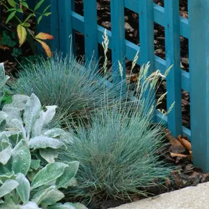 6 x Festuca Blue Grasses in 9cm Pots - Ready to Plant - Easy to Maintain