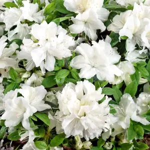 2 x White Japanese Azalea (20-30cm Height Including Pot) - Delicate White Blooms, Evergreen