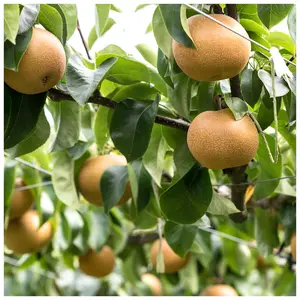 'Egremont Russet' Apple Tree 4-5ft Self-Fertile, Ready to Fruit, Hardy & Vigorous 3FATPIGS