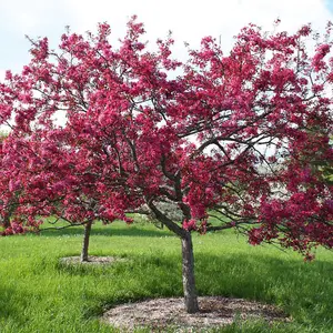 Malus Royalty Tree - Crab Apple Ornamental Tree, Deep Pink Flowers, Hardy, Low Maintenance (5-6ft)