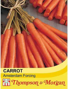 Carrot Amsterdam Forcing 3 3 Packets Inc: (1500 Seeds)