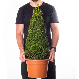 Buxus Pyramid Evergreen Shrub - Ideal for Formal Gardens (50-60cm)