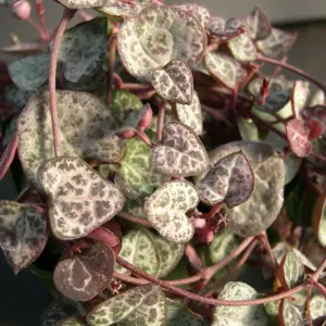 Ceropegia linearis woodii - String of Hearts in 12cm Pot - Trailing Indoor Plant