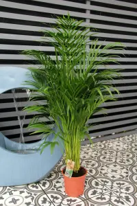 Areca Palm in 19cm Pot - Dypsis Lutescens Palm 90cm-100cm in Height