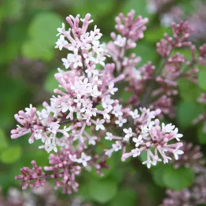 Palibin Korean Lilac Shrub Plant Syringa Meyeri 12L Pot 50cm - 60cm Grafted