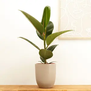 House Plant - Rubber Plant - Robusta - 12 cm Pot size - 30-40 cm Tall - Ficus Elastica - Indoor Plant