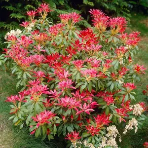 Pieris Forest Flame in 2 Litre Pot - 40-50cm In Height - Ready To Plant Pieris