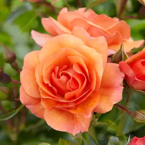 Happy Retirement Orange Rose - Outdoor Plant, Ideal for Gardens, Compact Size