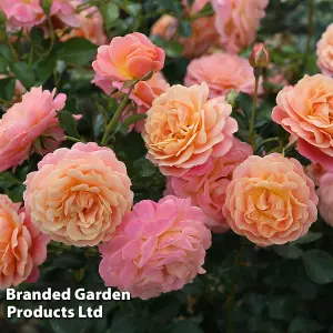 Climbing Rose 'Peach Melba' Bare Root Plants x 2