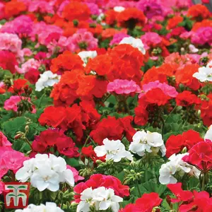 Geranium Border Supreme F2 Hybrid 1Seed Packet (18 Seeds)