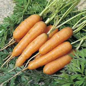 Carrot Adelaide F1 Hybrid 1 Seed Packet (400 Seeds)