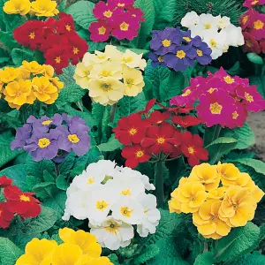 Polyanthus Mixed Colourful Flowering Garden Ready Bedding Plants 6 Pack