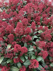 Skimmia Japonica 'Rubella' in 9cm Pot - Autumn/Winter Plant - 25-35cm in Height