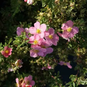 Potted Plantentilla Fruticosa Lovely Pink 3.5 Litre Potted Plant x 2