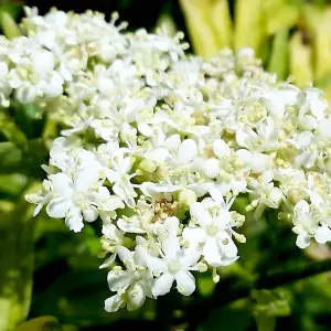 Sambucus nigra Golden Tower 9cm Potted Plant x 1