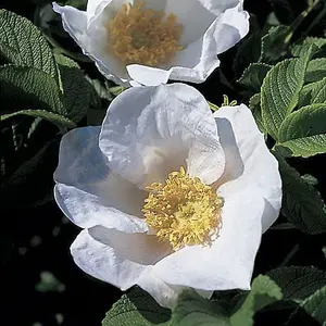 1-2ft White Hedging Rose (Rosa Rugosa 'Alba') Bare Root Hedging Plants Tree Sapling - Pack of 10