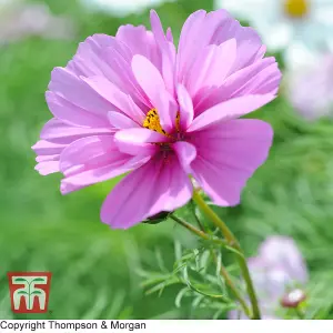 Cosmos Psyche 1 Packet (100 Seeds)