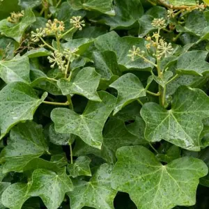 Hedera Helix - Dark Green Foliage, Climbing Ivy, Evergreen Plant (20-30cm Height Including Pot)