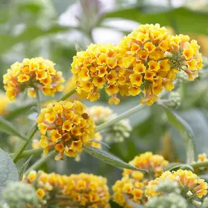 Buddleia 'Sungold' in a 2L Pot