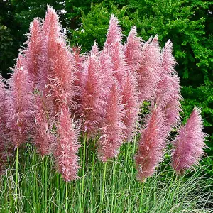 You Garden - 2 x Cortederia Selloana Rosea Pampas Grass Pink in 9cm Pot - Garden Ready Pamapas Grass Supplied as 2 x Established P