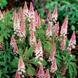 Pink Skyrocket  Foam Flower Perennials Flowering Plants Tiarella 2L Pot