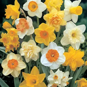 Mixed Daffodils Flowering Bulbs - Diverse 2kg Pack