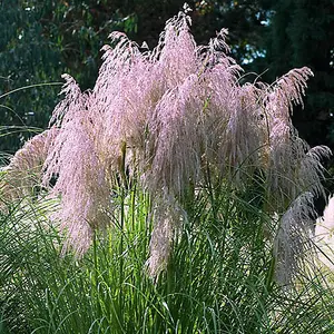 You Garden - 2 x Cortederia Selloana Rosea Pampas Grass Pink in 9cm Pot - Garden Ready Pamapas Grass Supplied as 2 x Established P