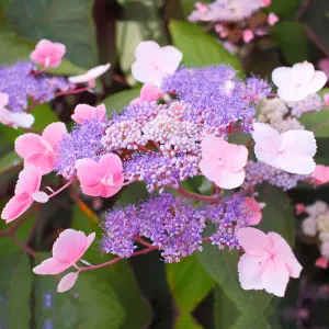 Hydrangea Hot Chocolate Garden Plant - Unique Foliage, Pink Flowers, Compact Size (15-30cm Height Including Pot)