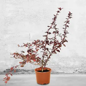 Red Berberis 40cm Height Evergreen Hedge Plant Pack of 10