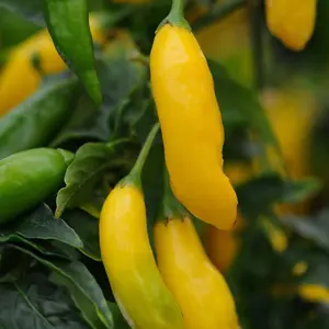 Chilli Pepper Hot Lemon 1 Seed Packet (10 Seeds)