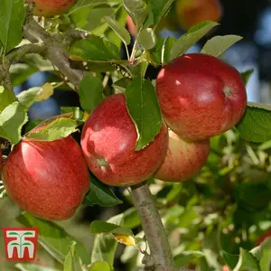 Fruit Tree Collection 3 Bare Roots (Contains 1 each of Fruit Apple Braeburn, Fruit Apple Golden Delicious + Fruit Pear Conference)