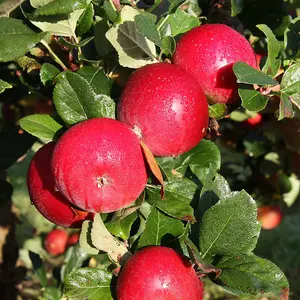 Apple Red Devil Edible Dessert Apple Outdoor Fruit Tree Bare Root 1.2M