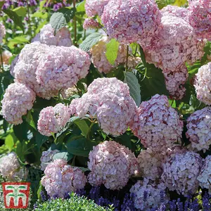 Hydrangea Candybelle Bubblegum 9cm Poted Plant x 2