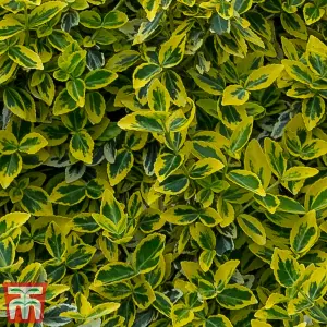 Euonymus Emerald & Gold (Standard) 50cm Stem 3.6L Pot x 1