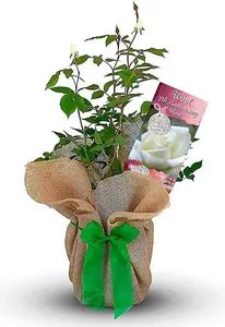 Wool Wedding Rose Bush Gift Wrapped - 7th Anniversary Plant