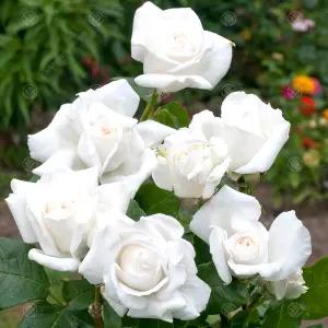 Diamond Wedding 60th Anniversary White Rose - Outdoor Plant, Ideal for Gardens, Compact Size