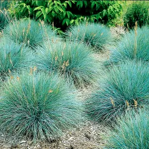 6 x Festuca Blue Grasses in 9cm Pots - Ready to Plant - Easy to Maintain