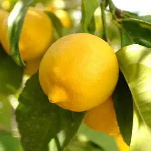 Mini Citrus Lemon Tree in Hessian Gift Wrap - Indoor Plant with Edible Lemons