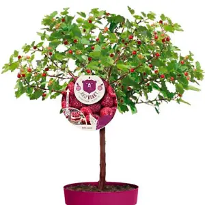 Rubus (Raspberry Tree) Hararasp 5 Litre Potted Plant x 2 -  Grow Your Own Fruit